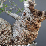 【雷土陶器鉢】O.パキプス 116