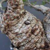 【雷土陶器鉢】O.パキプス 116