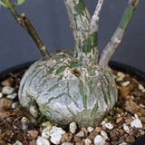 プセウド ボンバックス （実生）EC1204