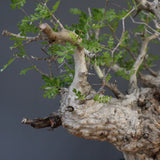 【雷土陶器鉢】O.パキプス 116