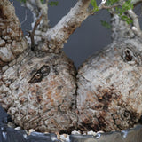 【雷土陶器鉢】O.パキプス 116