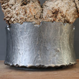 【雷土陶器鉢】O.パキプス 116