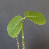 プセウド ボンバックス （実生）EC1204