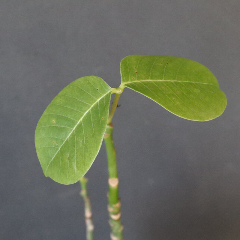 プセウド ボンバックス （実生）EC1204