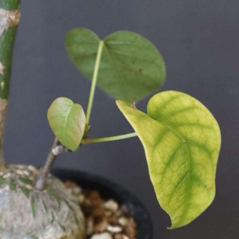 プセウド ボンバックス （実生）EC1204