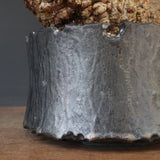 【雷土陶器鉢】O.パキプス 116