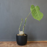 プセウド ボンバックス （実生）EC1208