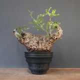 【plants greed】O.パキプス 712