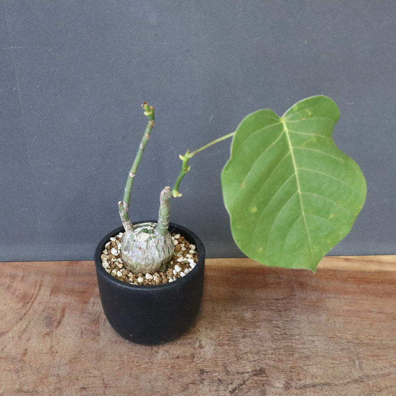 プセウド ボンバックス （実生）EC1208