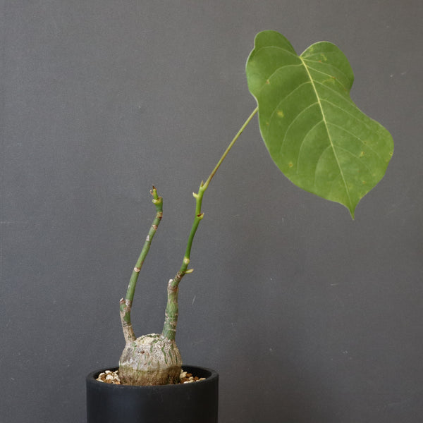 プセウド ボンバックス （実生）EC1208