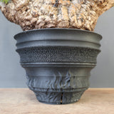 【plants greed】O.パキプス 712