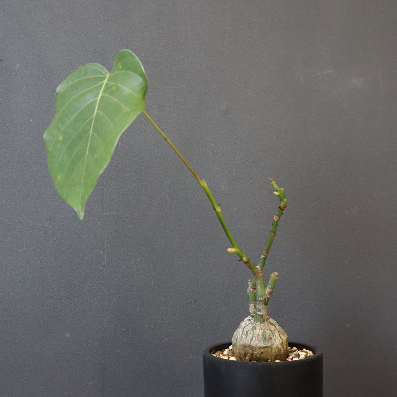 プセウド ボンバックス （実生）EC1208