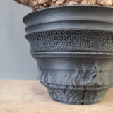 【plants greed】O.パキプス 712