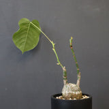 プセウド ボンバックス （実生）EC1208