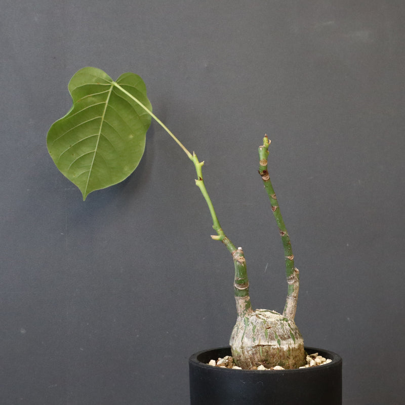 プセウド ボンバックス （実生）EC1208