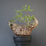 【plants greed】O.パキプス 712