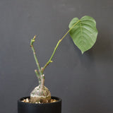 プセウド ボンバックス （実生）EC1208