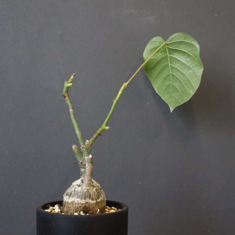 プセウド ボンバックス （実生）EC1208