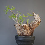 【plants greed】O.パキプス 712