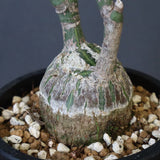 プセウド ボンバックス （実生）EC1208