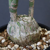 プセウド ボンバックス （実生）EC1208