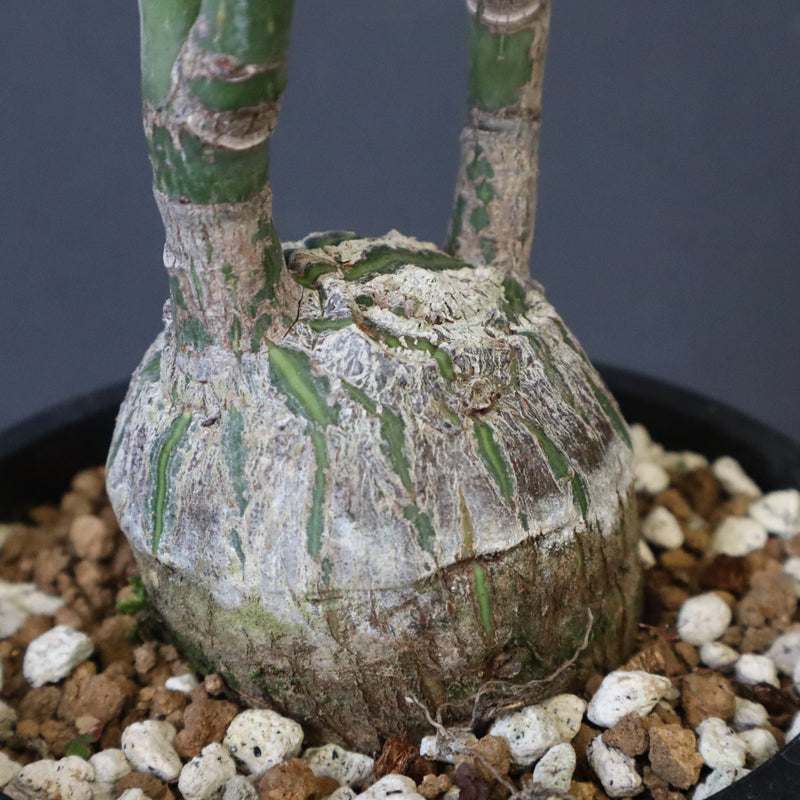 プセウド ボンバックス （実生）EC1208