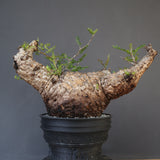 【plants greed】O.パキプス 712