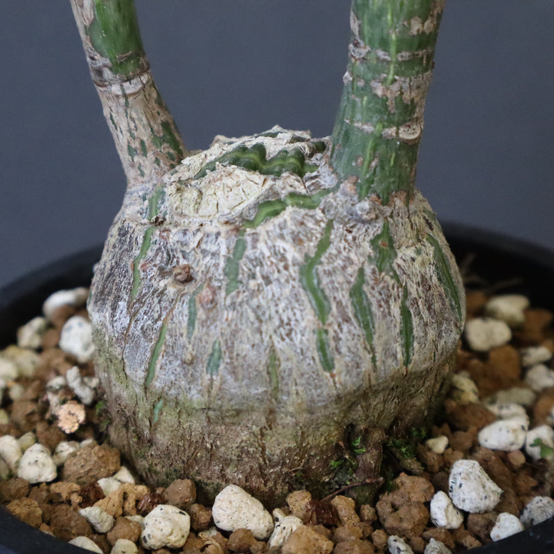 プセウド ボンバックス （実生）EC1208