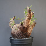 【plants greed】O.パキプス 712