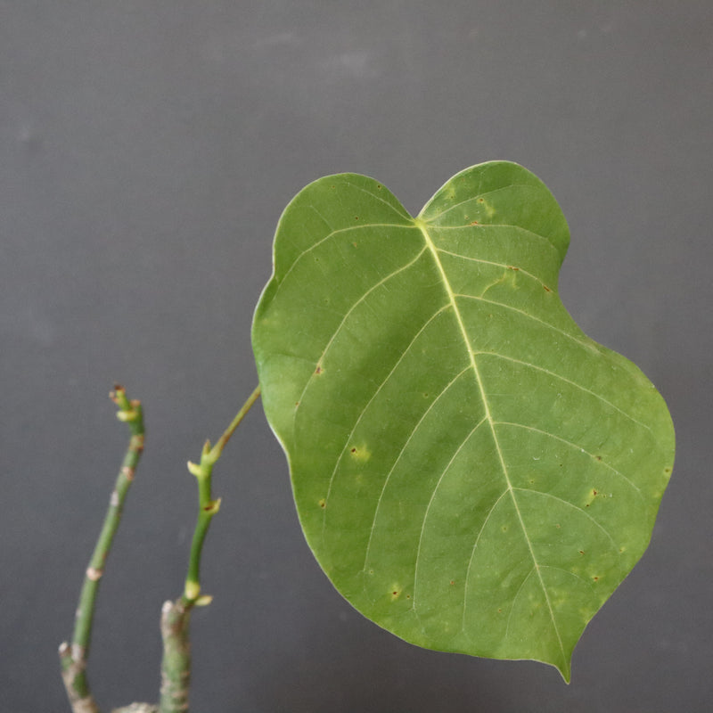 プセウド ボンバックス （実生）EC1208