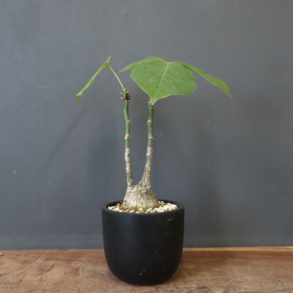 ボンバックス プセウド ボンバックス （実生）EC1209 – TaiShoDo ONLINE SHOP