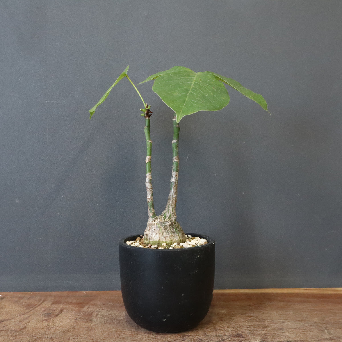 新商品 – 4ページ目 – TaiShoDo ONLINE SHOP