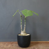 プセウド ボンバックス （実生）EC1209