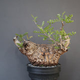 【plants greed】O.パキプス 712