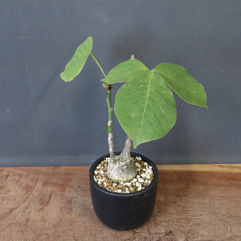 プセウド ボンバックス （実生）EC1209