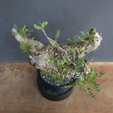 【plants greed】O.パキプス 712