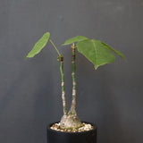 プセウド ボンバックス （実生）EC1209