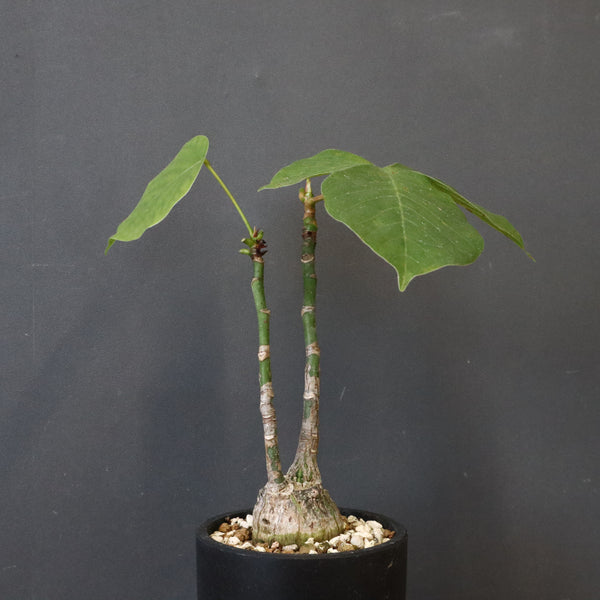 プセウド ボンバックス （実生）EC1209