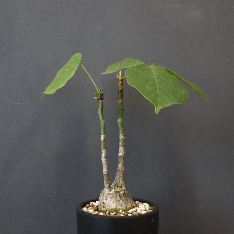 プセウド ボンバックス （実生）EC1209