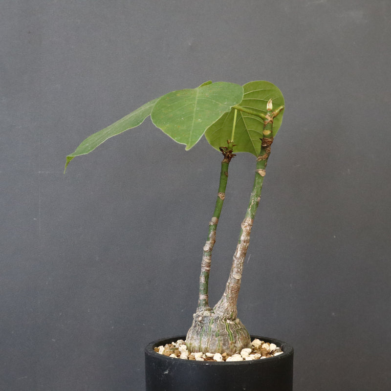 プセウド ボンバックス （実生）EC1209