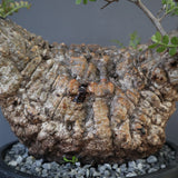 【plants greed】O.パキプス 712