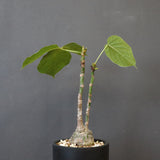 プセウド ボンバックス （実生）EC1209