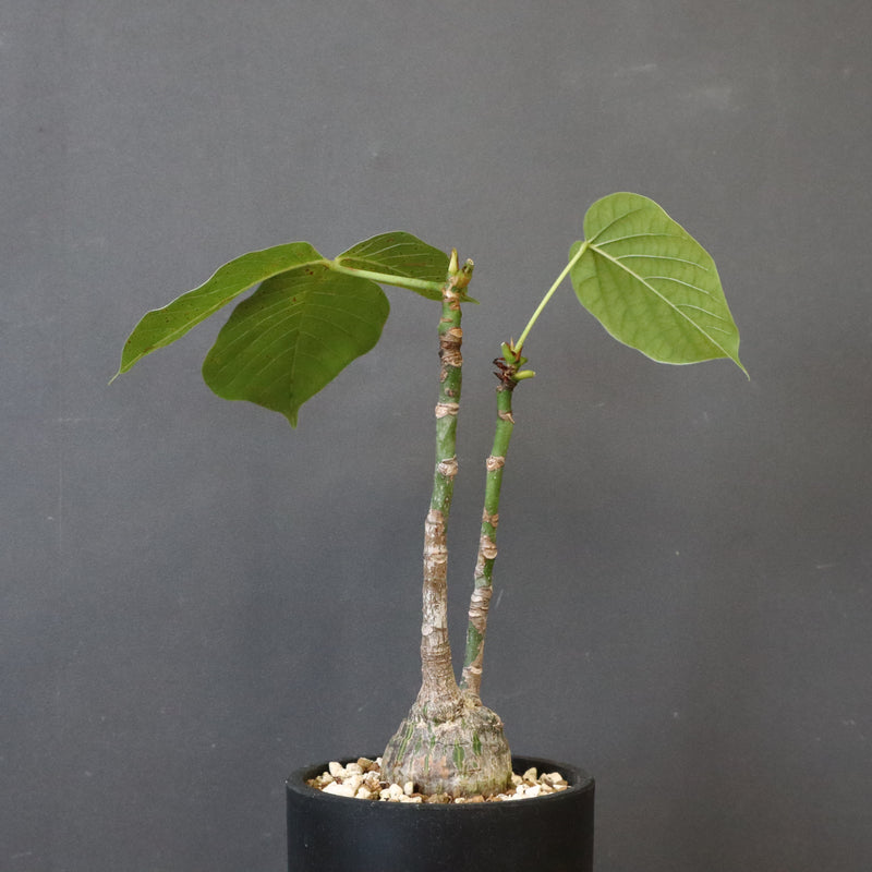 プセウド ボンバックス （実生）EC1209