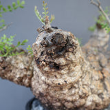 【plants greed】O.パキプス 712