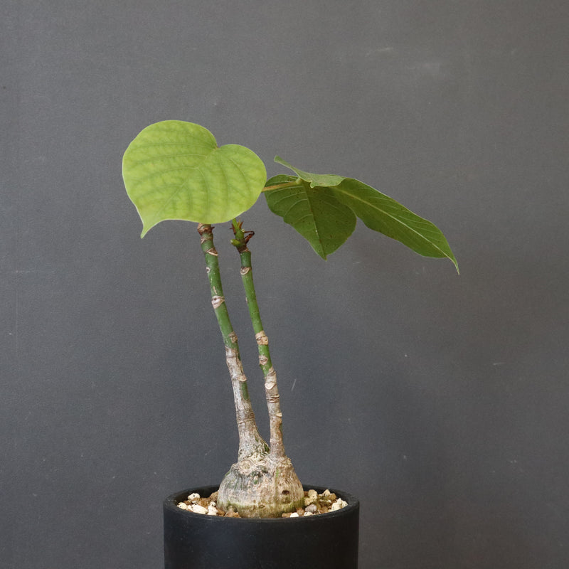 プセウド ボンバックス （実生）EC1209