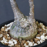 プセウド ボンバックス （実生）EC1209