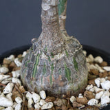 プセウド ボンバックス （実生）EC1209