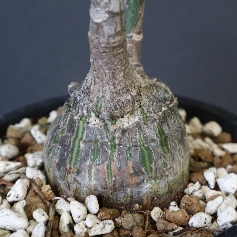 プセウド ボンバックス （実生）EC1209