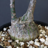 プセウド ボンバックス （実生）EC1209