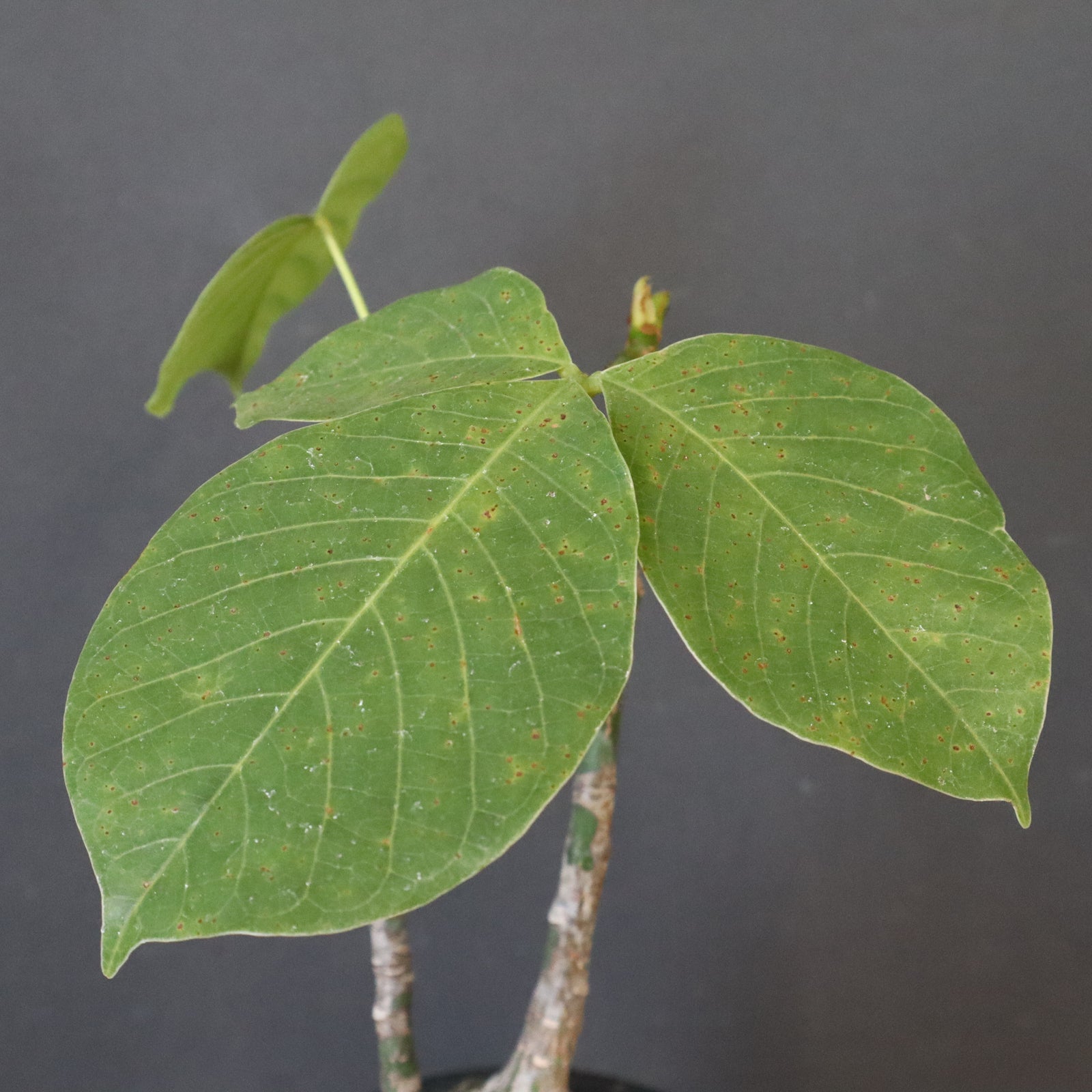 プセウド ボンバックス （実生）EC1209 – TaiShoDo ONLINE SHOP